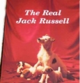 The Real Jack Russell Terrier